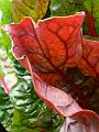 Rhubarb, Adelaide Botanic Gardens P1080803